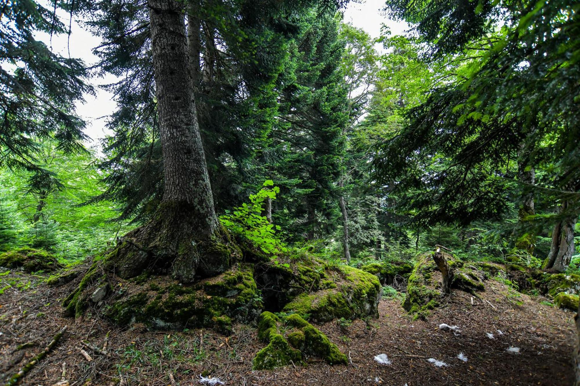 Mebirashi Амбролаури